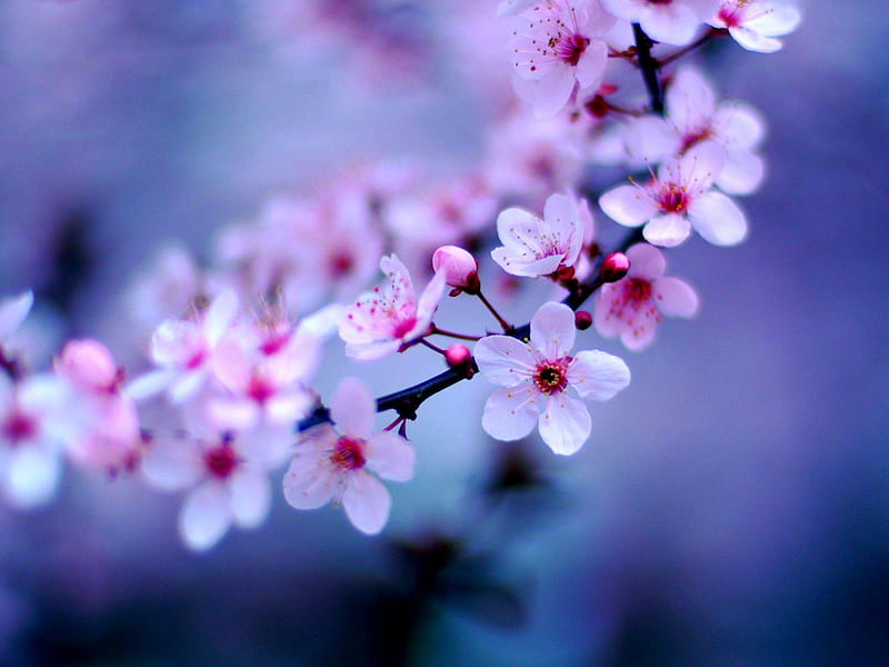 ~::~ Kyoto Sakura Season ~::~ Dedicated to My Beautiful Friend Ramya, Bokeh, japan, Pink, Cherry Blossoms, Sakura, Tree, Spring, Flowers, HD wallpaper
