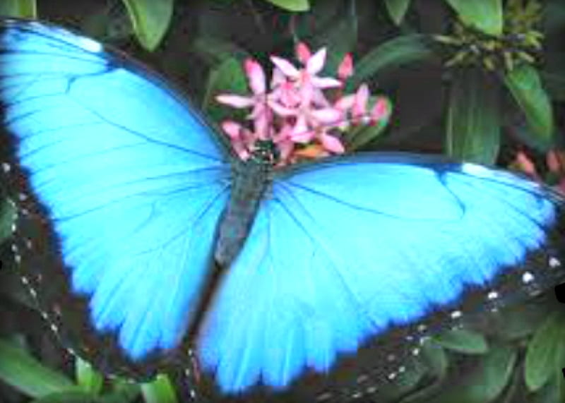 Blue Morpho Butterfly, Morpho, Lycaeides-Argyroggnomon, Blue, Butterfly, Lotus, HD wallpaper