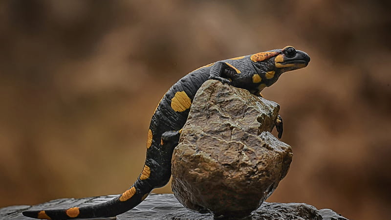 Lizard Reptile Salamander On Rock Stone In Blur Background Animals, HD wallpaper