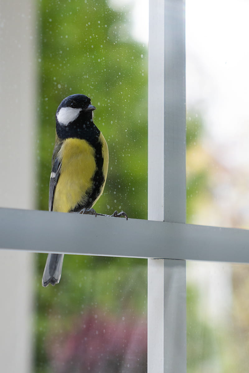 chickadee, bird, glance, window, HD phone wallpaper