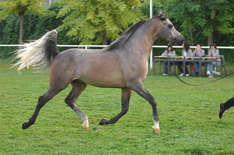 trotting horse, fancy footing, tail up, horse, arabian, HD wallpaper
