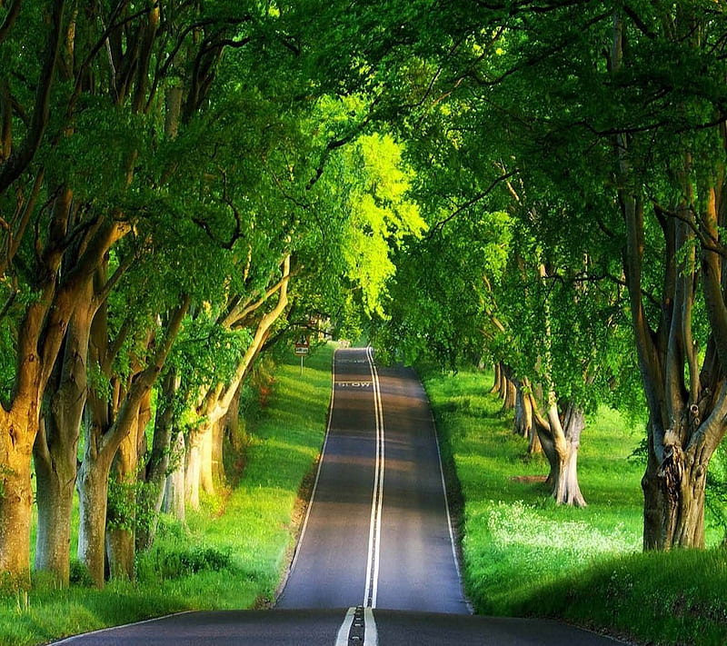 beautiful road, green, nature, nice, path, trees, HD wallpaper
