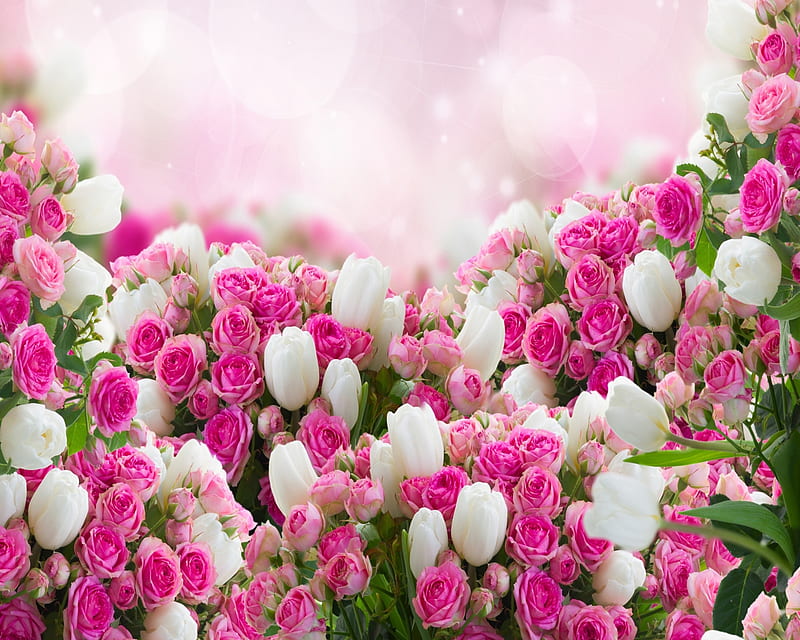 Romantic Pink, awesome, lovely, nature, roses, tulips, white, HD wallpaper