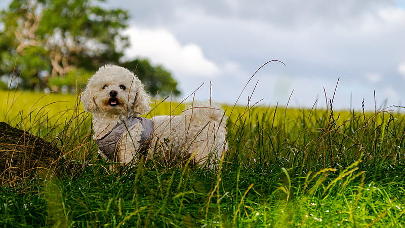 White Poodle Puppy On Green Grass Field During Daytime Animals, HD wallpaper