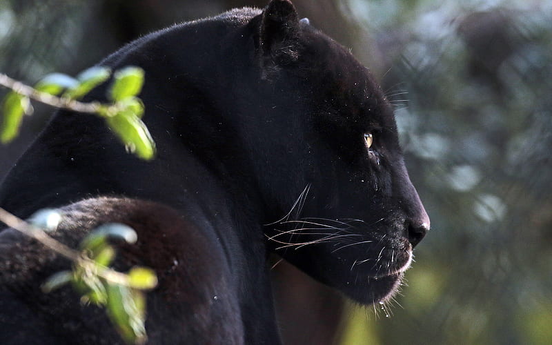 panther, wildcat, black jaguar, wildlife, black panthers, HD wallpaper