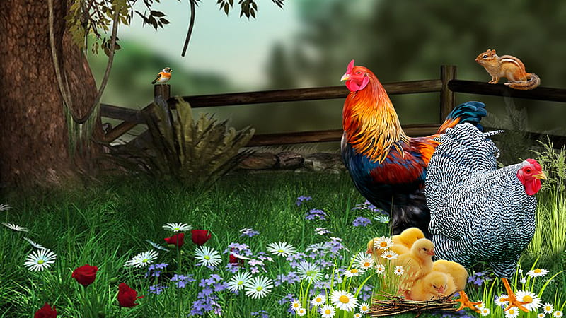 Range, birds, flowers, chickens, chicks, rooster, fence, squirrel, hen, farm, bright, HD wallpaper