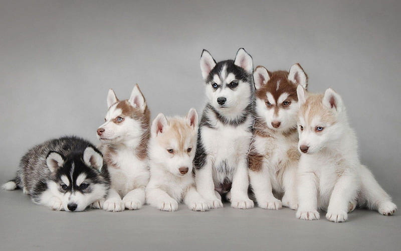 Siberian Husky, family, puppies, small Husky, cute animals, Husky Dog, dogs, Siberian Husky Dog, Husky, HD wallpaper