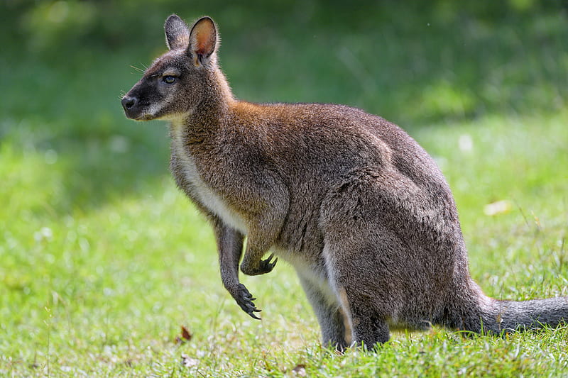 kangaroo, animal, profile, grass, HD wallpaper
