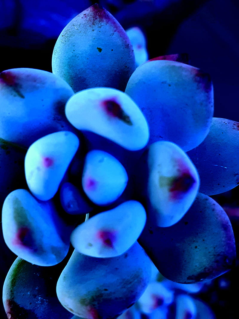 Blue Succulent , phosphorus, plant, HD phone wallpaper