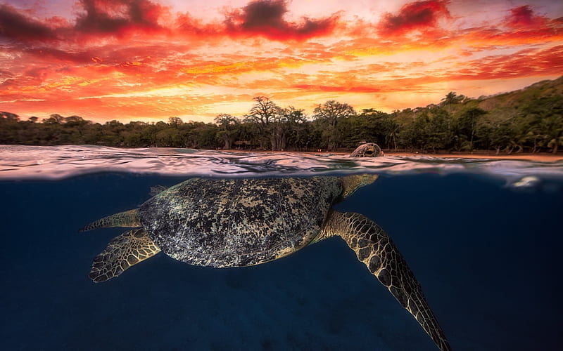 turtle, underwater, tropical islands, sunset, sea animals, HD wallpaper