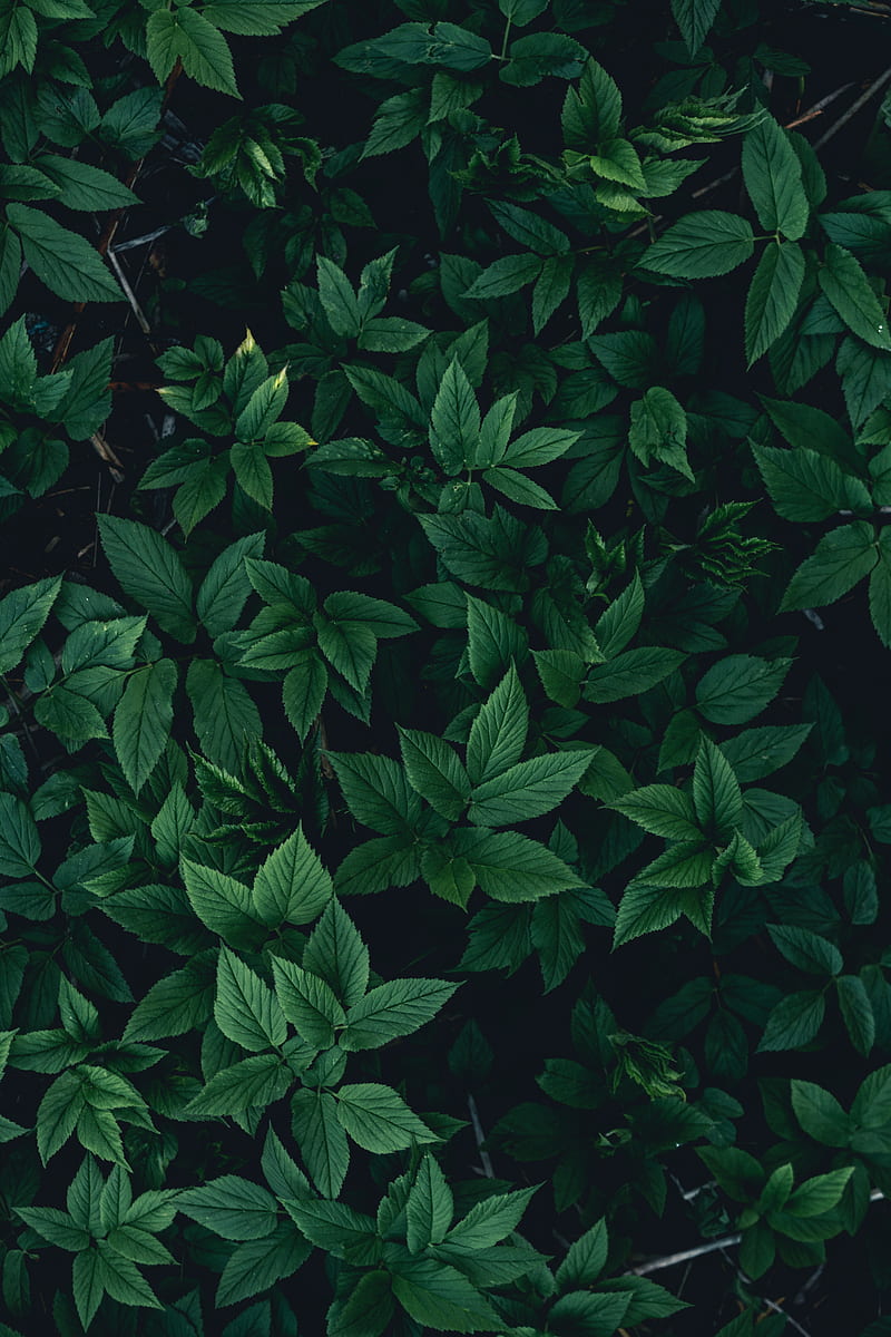Leaves, bushes, green, dark, HD phone wallpaper | Peakpx