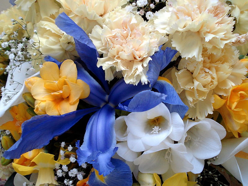 Colorful bouquet, colorful, yellow, bonito, carnations, fressies, bouquet, beauty, irises, nature, popular, white, blue, HD wallpaper