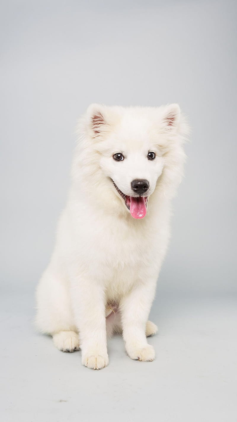 Puppy Bowl, adopt a best friend, rescue a homeless pet, HD phone wallpaper