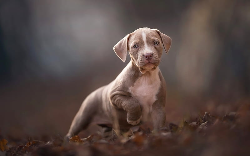 Pit Bull, bokeh, puppy, dogs, Pit Bull Terrier, autumn, gray Pit Bull, pets, Pit Bull Dog, HD wallpaper