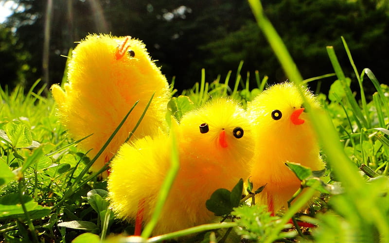 little chicks with mom-Macro graphy, HD wallpaper