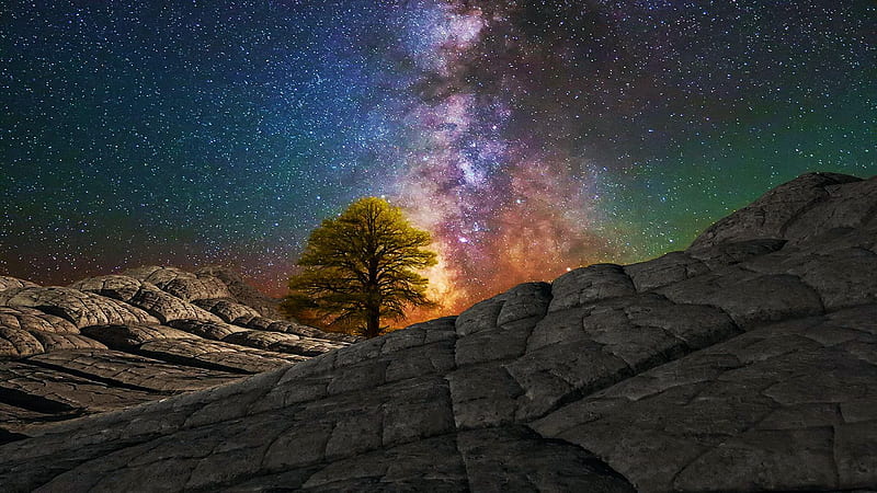 Milky Way over lone tree in Arizona White Pocket area, night, stars ...