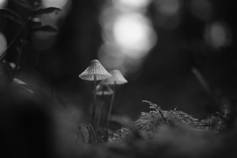 mushrooms, macro, black and white, blur, HD wallpaper