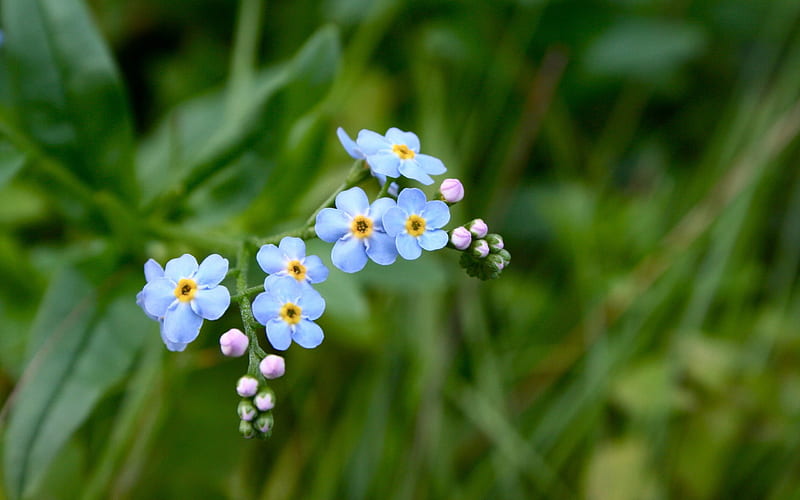 *** Forget me not ***, niebieskie, niezapominajki, kwiaty, nature, HD wallpaper