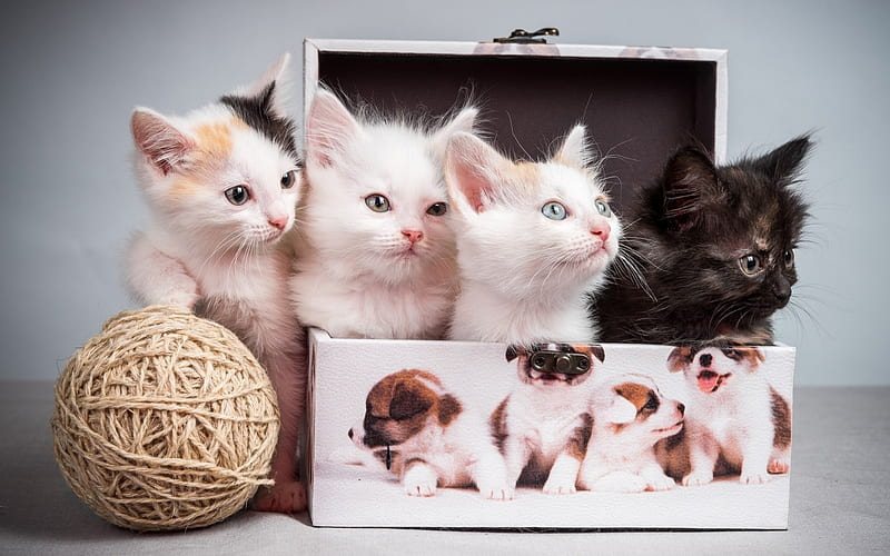 kittens box tangle-Animal, HD wallpaper
