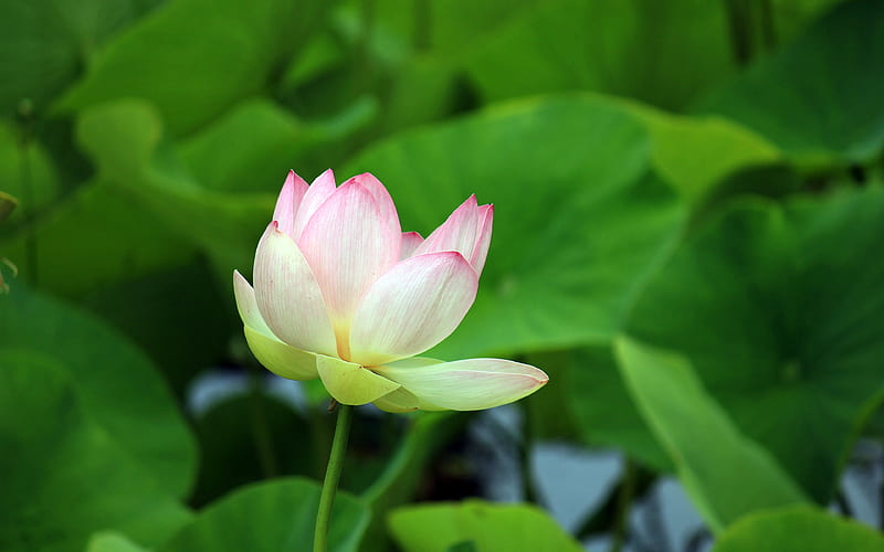 Summer blooming pink lotus green leaf, HD wallpaper