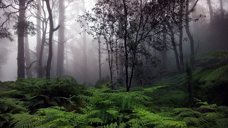 rainforest in fog, rainforest, ferns, trees, fog, HD wallpaper