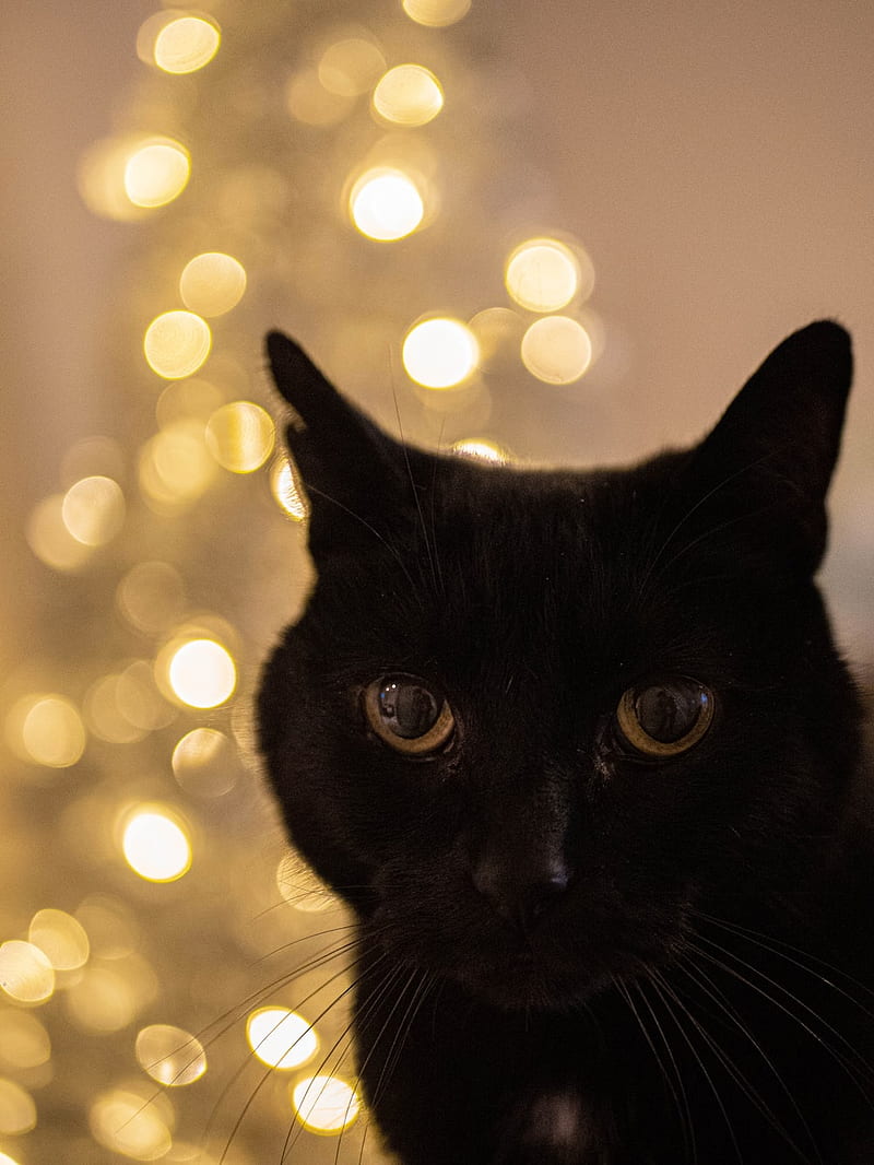 Black Cat. 99 best black cat, cat, pet and animal, Black Cat Christmas, HD  phone wallpaper | Peakpx