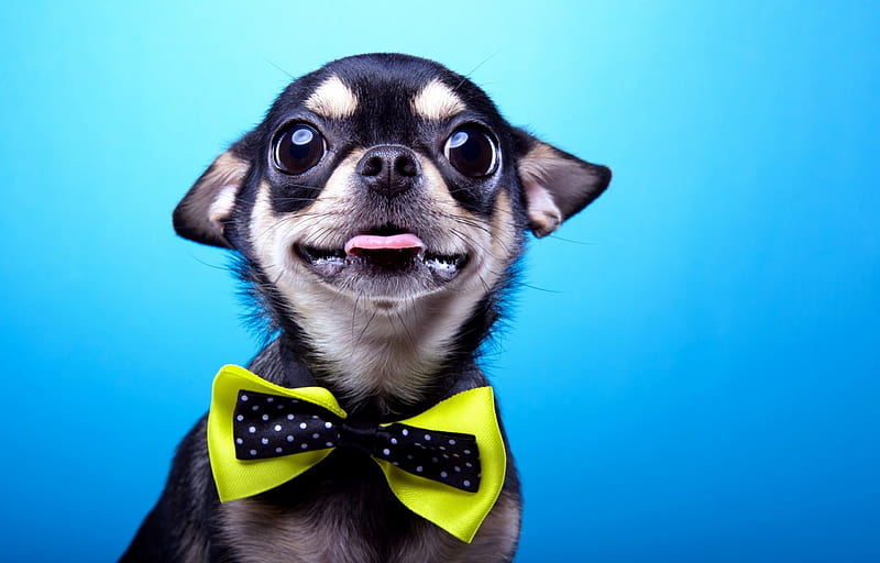 Ready for the ball, chihuahua, caine, black, yellow, bow, tongue, animal, cute, funny, puppy, dog, blue, HD wallpaper