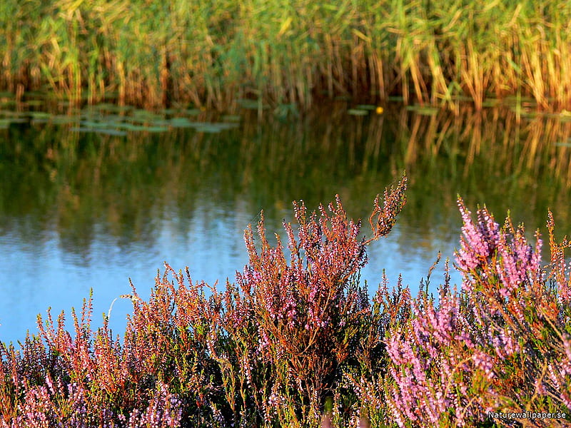 Heather in Autumn, heather, vegetation, pleasing, pink, lake, HD wallpaper