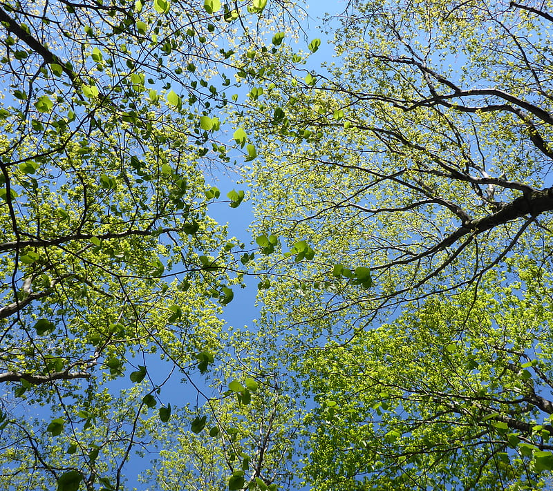 Looking up, forest, green, leaf, leaves, michigan, nature, tree, trees ...