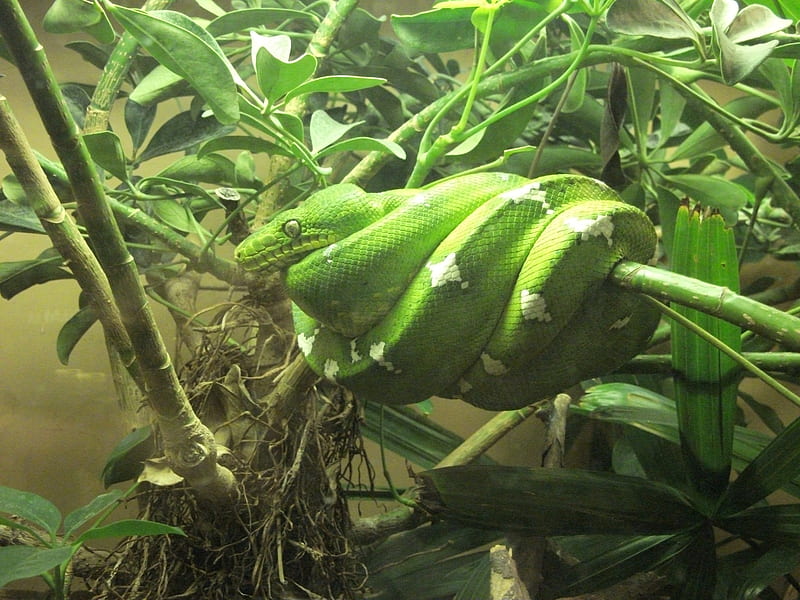 Snake at Dallas Zoo, zoo, tree, Snake, green, HD wallpaper