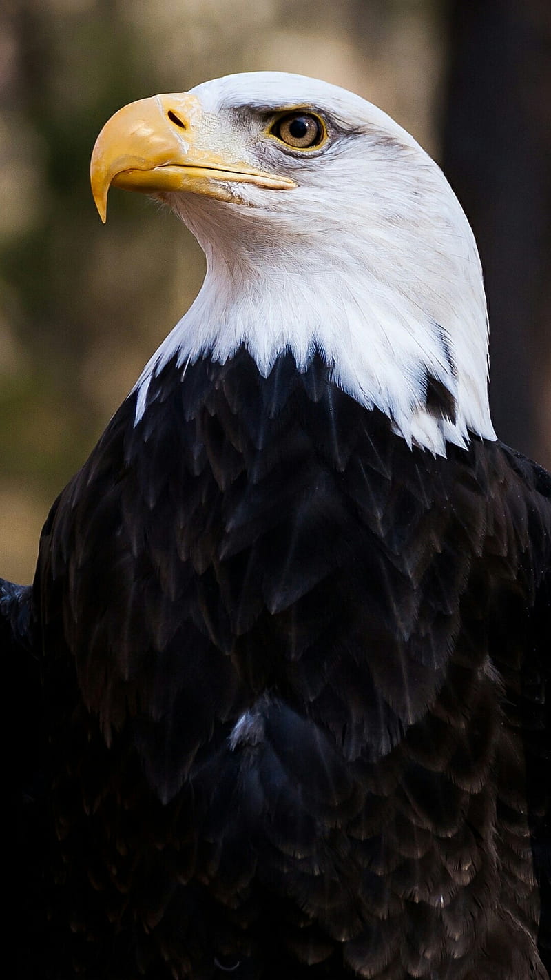 Falco, eagles, icio, HD phone wallpaper