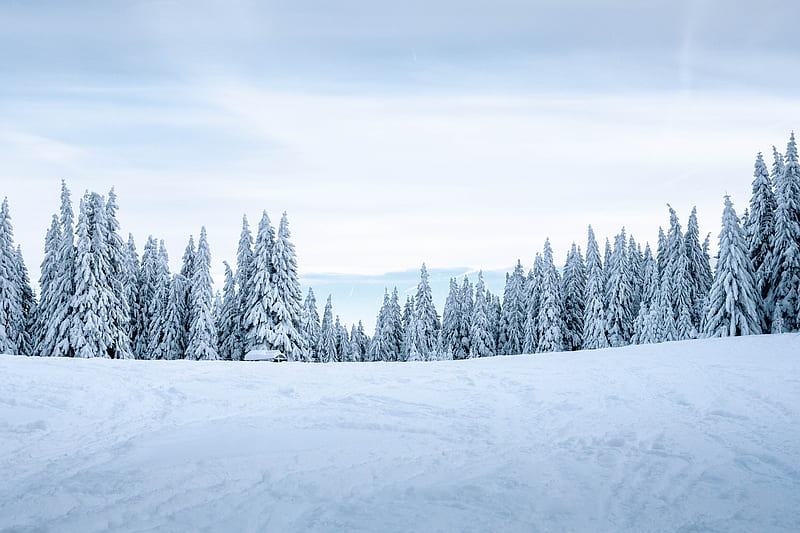 snow, winter, trees, winter landscape, snowy, HD wallpaper