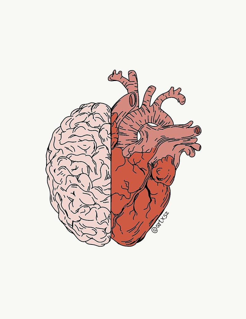 Heart and brain, cerebro, medicina, HD phone wallpaper