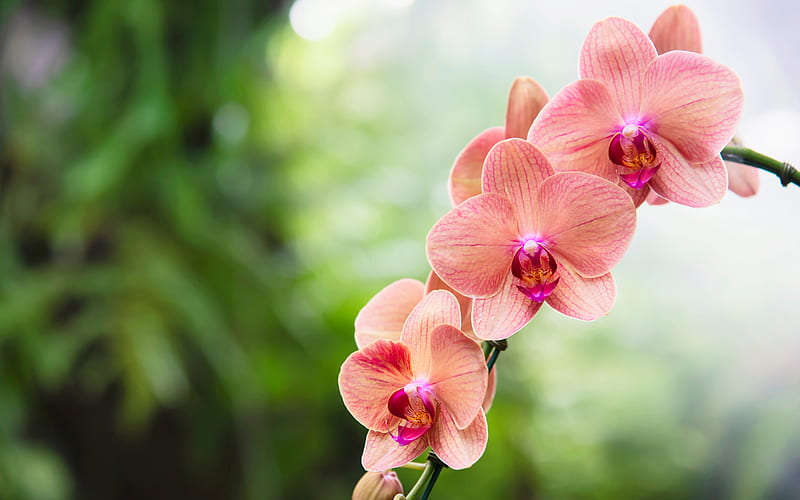 lilac orchids, orchid branch, pink orchids, tropical flowers, orchids, HD wallpaper