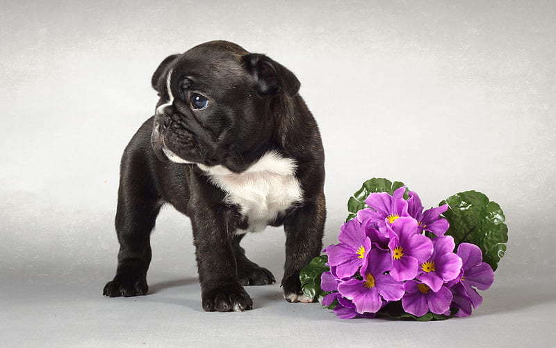 french bulldog, puppy, dogs, cute dog, flowers, black french bulldog, pets, cute animals, bulldogs, HD wallpaper