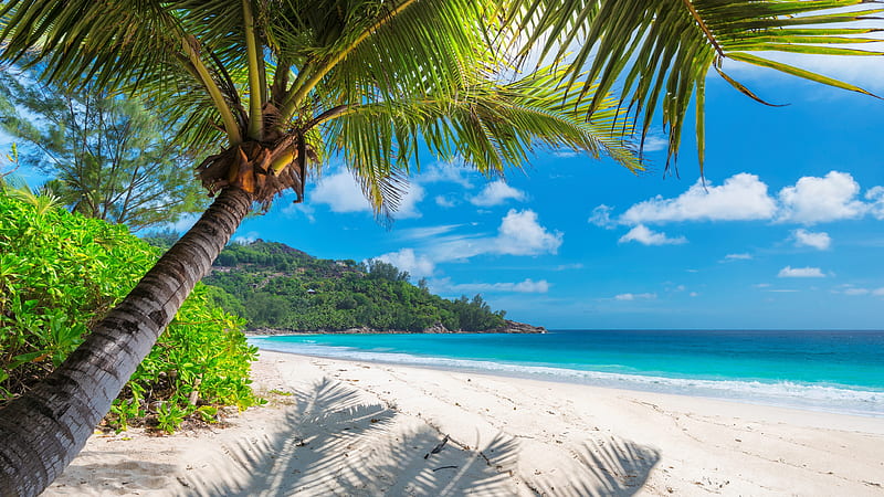 Paradise island, Bahamas, tropics, palms, sea, coast, exotic, ocean, bonito, beach, paradise, summer, sands, HD wallpaper
