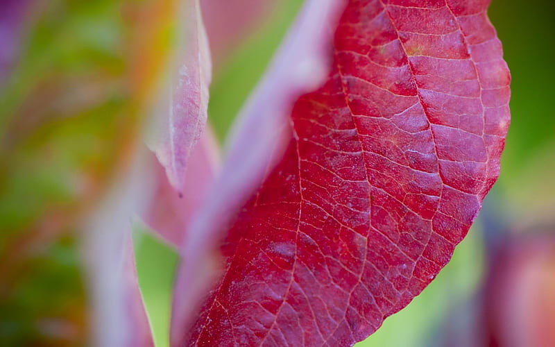 Bright red leaves-Plant, HD wallpaper | Peakpx