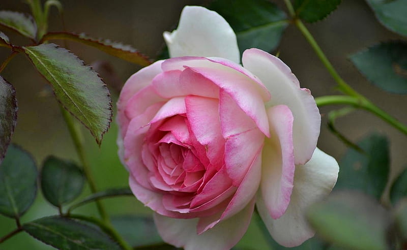 Pink Rose, flower, white, rose, pink, HD wallpaper | Peakpx
