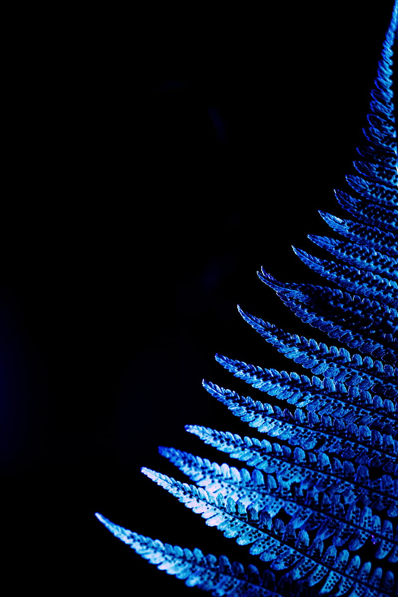 fern, leaf, macro, blue, HD phone wallpaper