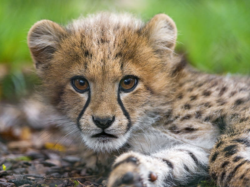 Cheetah cub, cute, cheetah, cub, animal, pisica, HD wallpaper