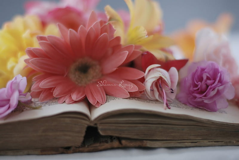 *A favorite book*, open book, flowers, spring, books, HD wallpaper