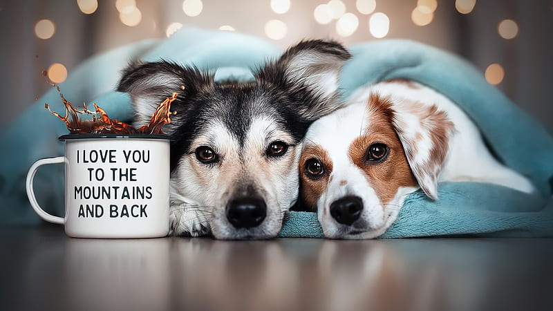 Two Dogs Are Lying Down On Floor In Lights Bokeh Background Dog, HD wallpaper