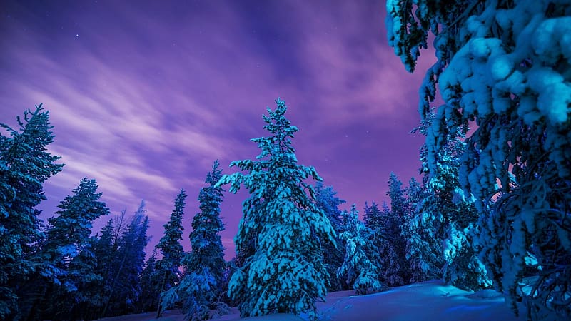 Winter in Finnish Lapland, landscape, trees, sky, snow, clouds, HD wallpaper