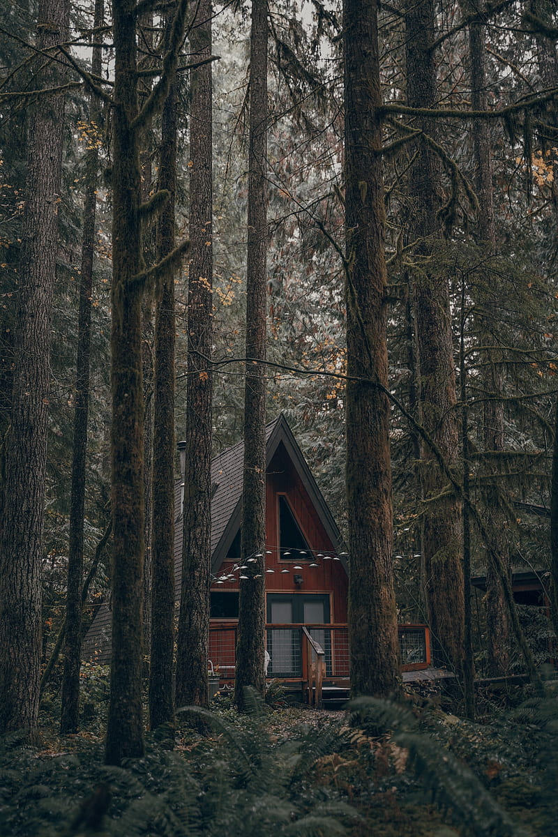house, forest, trees, nature, building, HD phone wallpaper