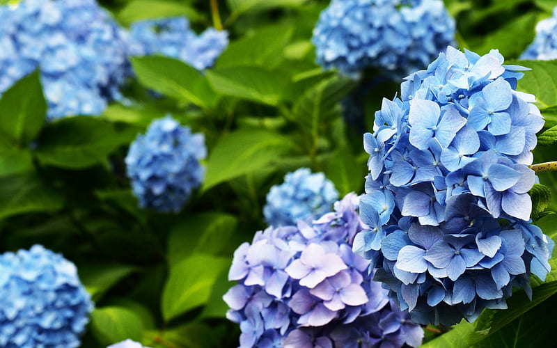 Hydrangea, blue flowers, plants, blue Hortensia, HD wallpaper