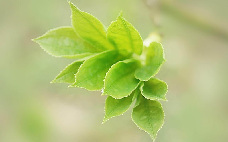 Sprout Leaf-plants graphy, HD wallpaper