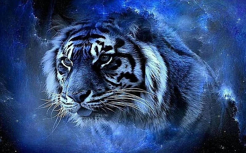 Mystical tiger'......, spirit, mystical, tiger, blue, HD wallpaper | Peakpx