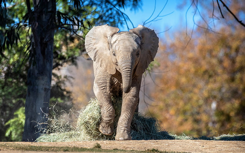 running elephant zoopark, small elephant, cute animals, Elephantidae, elephants, HD wallpaper