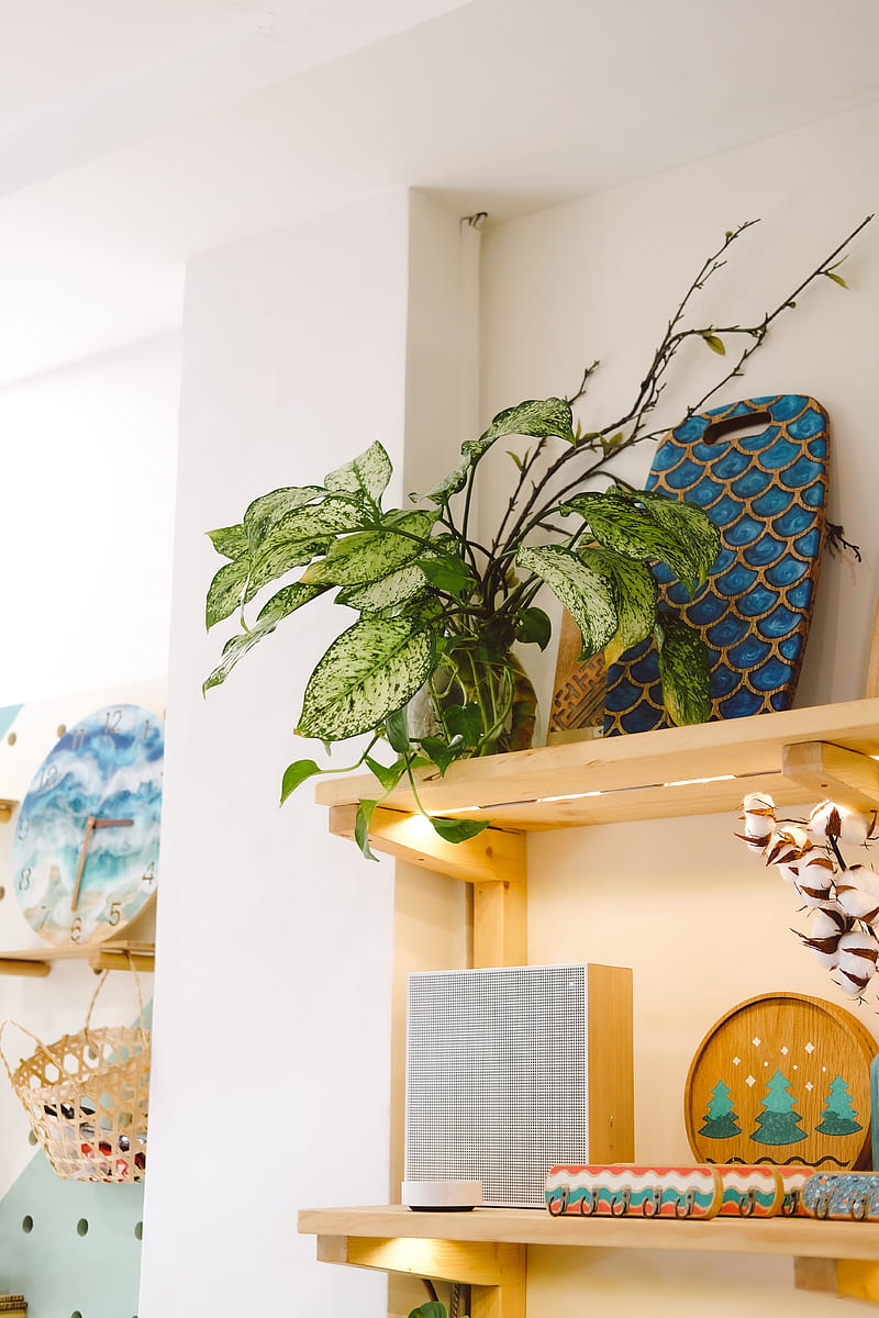 plant, leaves, shelves, decor, HD phone wallpaper