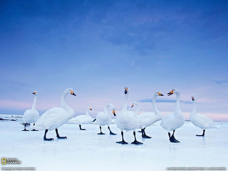 Whooper Swans Hokkaido-National Geographic, HD wallpaper